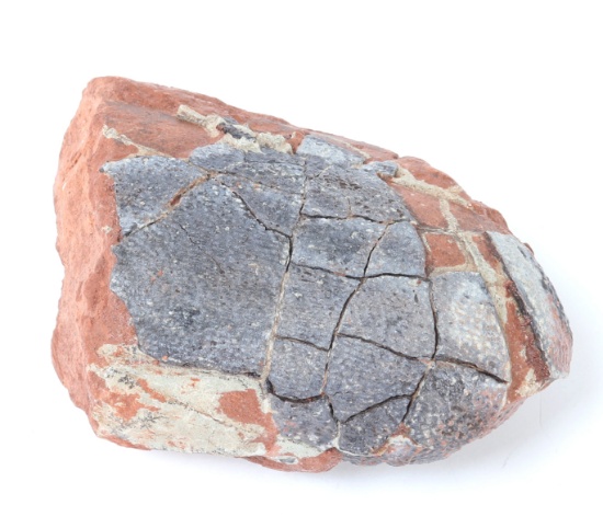 Fossilized Dinosaur Egg, Cretaceous Period