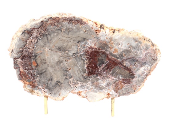 Wonderful Section of Ancient Petrified Wood