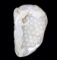 Chinese White Jade Style Grapes & Jaguar