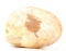 Ancient Fossilized Complete Clam Shell