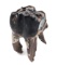 Ancient Fossilized Wooly Mammoth Tooth