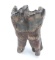 Ancient Fossilized Woolly Mammoth Tooth