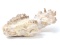 Ancient Phosphatherium Fossilized Mandible Section