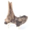 Well Preserved Ancient Fossilized Dinosaur Bone