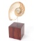 Mounted Nautilus Half Shell