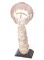 African Wood Ashanti Fertility Doll