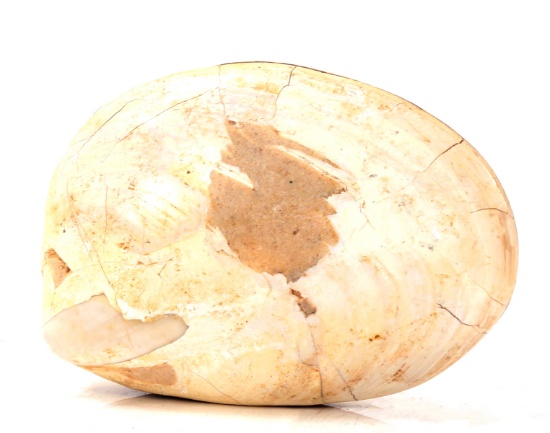 Ancient Fossilized Complete Clam Shell