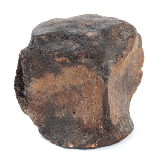 Massive Fossil Vertebrate, 8 Lbs!