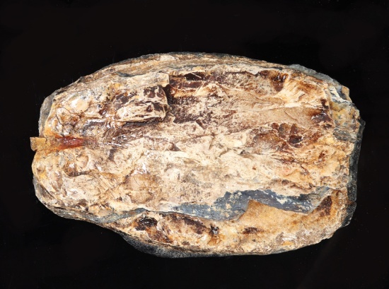 Large Slab of Wooly Mammoth Tooth Section