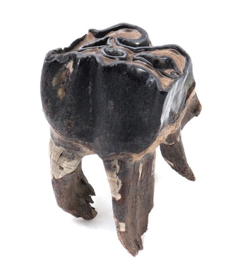 Ancient Fossilized Wooly Mammoth Tooth