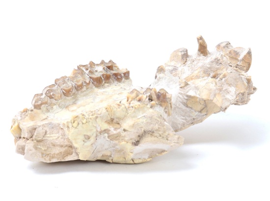 Ancient Phosphatherium Fossilized Mandible Section