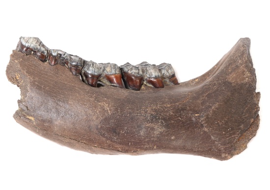 Fantastic Woolly Mammoth Mandible Section w/Teeth