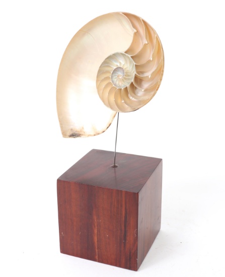 Mounted Nautilus Half Shell