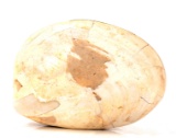 Ancient Fossilized Complete Clam Shell
