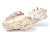 Ancient Phosphatherium Fossilized Mandible Section