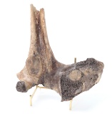 Well Preserved Ancient Fossilized Dinosaur Bone