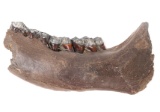 Fantastic Woolly Mammoth Mandible Section w/Teeth