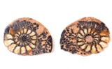 Gorgeous Ancient Fossilized Pair of Ammonite Fossils