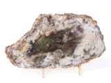 Gorgeous Petrified Wood Slab w/Stand