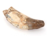 Fossilized Spinosaurus Claw