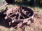 2 Farmall steel wheels