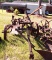 2 Bottom plow, pull type