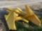 (4) John Deere Plastic Divider