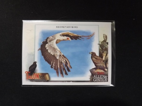 2023 ALLEN GINTER SECRETARYBIRD TALON-TED