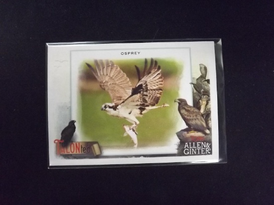 2023 ALLEN GINTER OSPREY TALON-TED