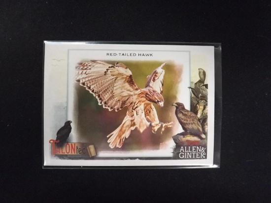 2023 ALLEN GINTER RED TAILED HAWK TALON-TED