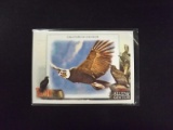2023 ALLEN GINTER CALIFORNIA CONDOR TALON-TED