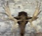 Moose Mount