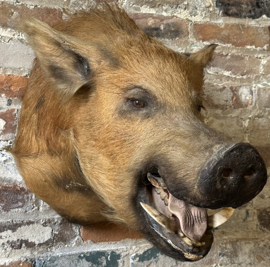Wild Boar Taxidermy Head Mount