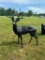 Deer statue