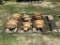 6 CAT ROLLERS