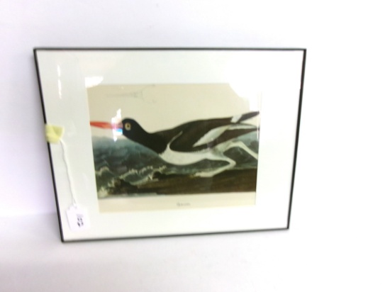 Pied Oyster Catcher Print