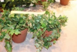 Pair of small greenery plants