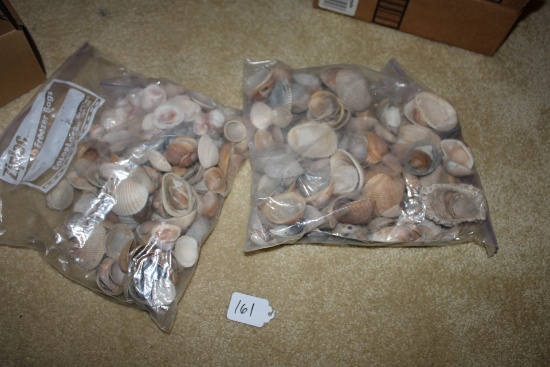 Seashells