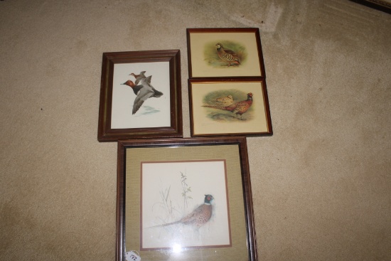Bird Picture Lot