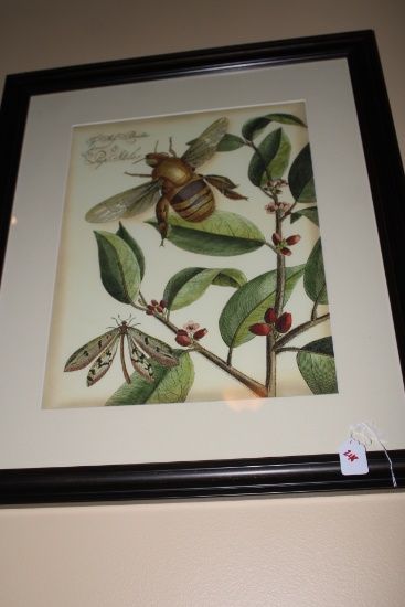 Beetle Lithograph
