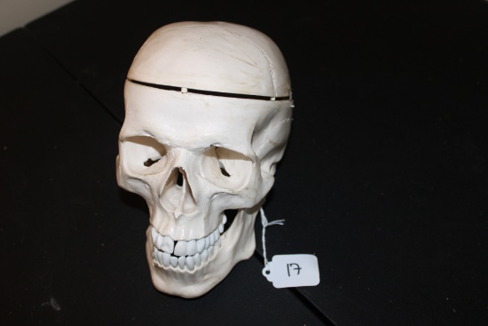 Anatomical Replica Human Skull