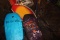 Surfs up dude!
