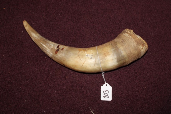Bovine Horn