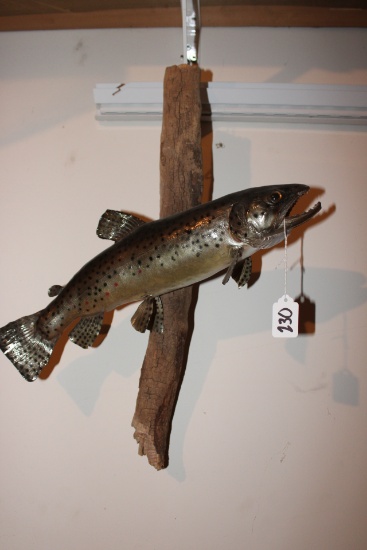Trout Mounted on drift wood