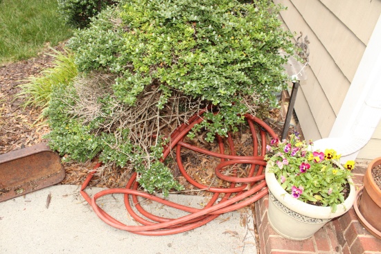 Water Hose, Wagon and plants