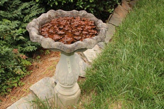 Bird Bath