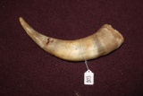Bovine Horn