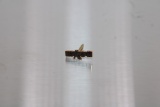 EXXON Mobile 10kt Gold Pin and 10kt gold back 2.1grams