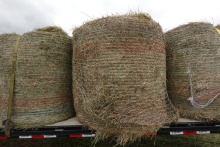 4 X 4 round bale - 3rd cutting