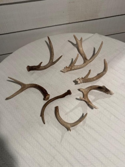 Deer Antlers